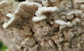 Attēlu rezultāti vaicājumam “Antrodia”