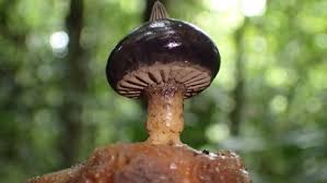 Attēlu rezultāti vaicājumam “Geastrum pectinatum”