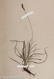 Attēlu rezultāti vaicājumam “Carex caryophyllea leaf”