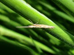 Attēlu rezultāti vaicājumam “Plutellidae”