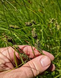 Attēlu rezultāti vaicājumam “Carex caryophyllea fruit”
