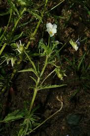 Attēlu rezultāti vaicājumam “Viola arvensis leaf”