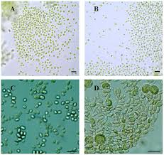 Attēlu rezultāti vaicājumam “Dermatocarpon luridum”