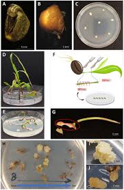 Attēlu rezultāti vaicājumam “Zea mays”