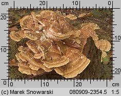 Attēlu rezultāti vaicājumam “Bondarzewia mesenterica”