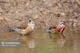 Attēlu rezultāti vaicājumam “Carduelis cannabina adult”