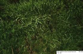 Attēlu rezultāti vaicājumam “Dicranodontium denudatum”