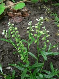Attēlu rezultāti vaicājumam “Polygala amarella”