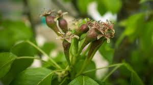 Attēlu rezultāti vaicājumam “Pyrus communis bud”