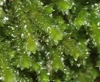 Attēlu rezultāti vaicājumam “Tritomaria exsectiformis”