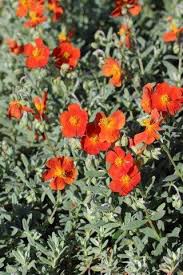 Attēlu rezultāti vaicājumam “Helianthemum nummularium”