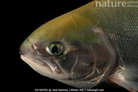 Image result for Oncorhynchus nerka