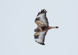 Attēlu rezultāti vaicājumam “Buteo lagopus adult”