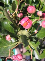 Attēlu rezultāti vaicājumam “Euonymus fruit”