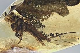 Attēlu rezultāti vaicājumam “Machilidae”