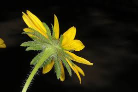 Attēlu rezultāti vaicājumam “Rudbeckia hirta var. hirta flower”