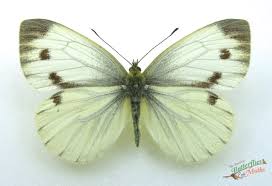 Attēlu rezultāti vaicājumam “Pieris napi female”