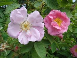 Attēlu rezultāti vaicājumam “Rosa villosa”