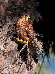 Attēlu rezultāti vaicājumam “Falco tinnunculus adult”