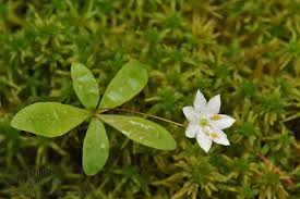 Attēlu rezultāti vaicājumam “Trientalis europaea leaf”
