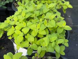 Attēlu rezultāti vaicājumam “Nepeta x faassenii leaf”