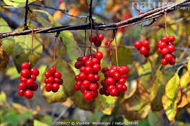 Attēlu rezultāti vaicājumam “Schisandra chinensis”