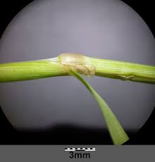 Attēlu rezultāti vaicājumam “Alopecurus aequalis leaf”