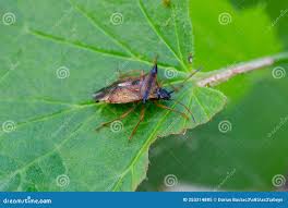 Attēlu rezultāti vaicājumam “Elasmucha ferrugata”