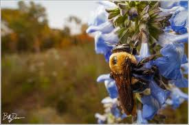 Attēlu rezultāti vaicājumam “Dianema nivale macro”