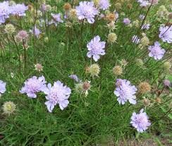 Image result for Scabiosa canescens