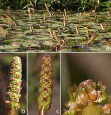 Attēlu rezultāti vaicājumam “Potamogetonaceae”