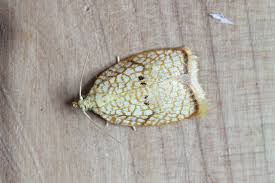 Attēlu rezultāti vaicājumam “Acleris forsskaleana”