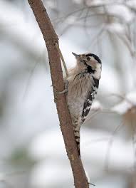 Attēlu rezultāti vaicājumam “Dendrocopos minor”