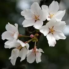 Attēlu rezultāti vaicājumam “Prunus (sakura)”