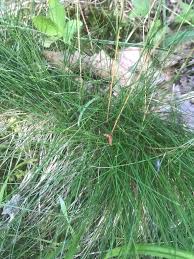 Attēlu rezultāti vaicājumam “Festuca rubra subsp. rubra fruit”