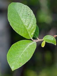 Attēlu rezultāti vaicājumam “Salix caprea leaf”