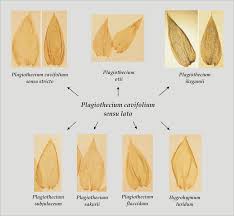 Attēlu rezultāti vaicājumam “Plagiothecium sp.”