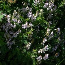 Attēlu rezultāti vaicājumam “Vicia sylvatica leaf”