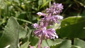 Attēlu rezultāti vaicājumam “Salvia verticillata flower”