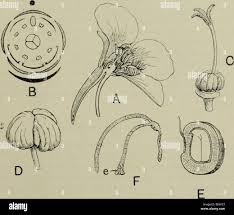 Attēlu rezultāti vaicājumam “Tropaeolaceae”
