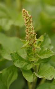 Attēlu rezultāti vaicājumam “Chenopodium bonus-henricus leaf”