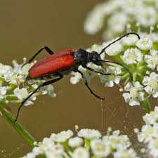 Attēlu rezultāti vaicājumam “Anastrangalia sanguinolenta”