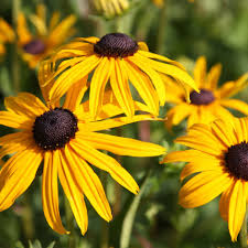 Image result for Rudbeckia fulgida