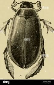 Attēlu rezultāti vaicājumam “Dytiscus sp.”