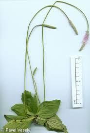 Attēlu rezultāti vaicājumam “Plantago media”