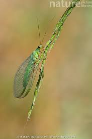 Attēlu rezultāti vaicājumam “Chrysopa”