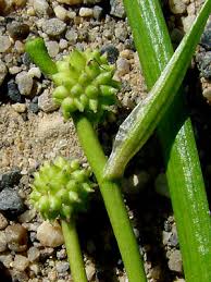 Attēlu rezultāti vaicājumam “Sparganiaceae”