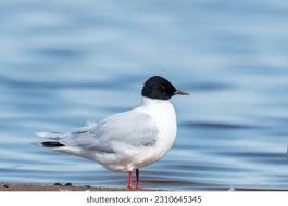 Attēlu rezultāti vaicājumam “Larus minutus”