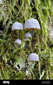 Attēlu rezultāti vaicājumam “Mycena pseudocorticola”