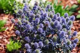 Attēlu rezultāti vaicājumam “Eryngium planum fruit”